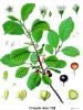 Rhamnus frangula